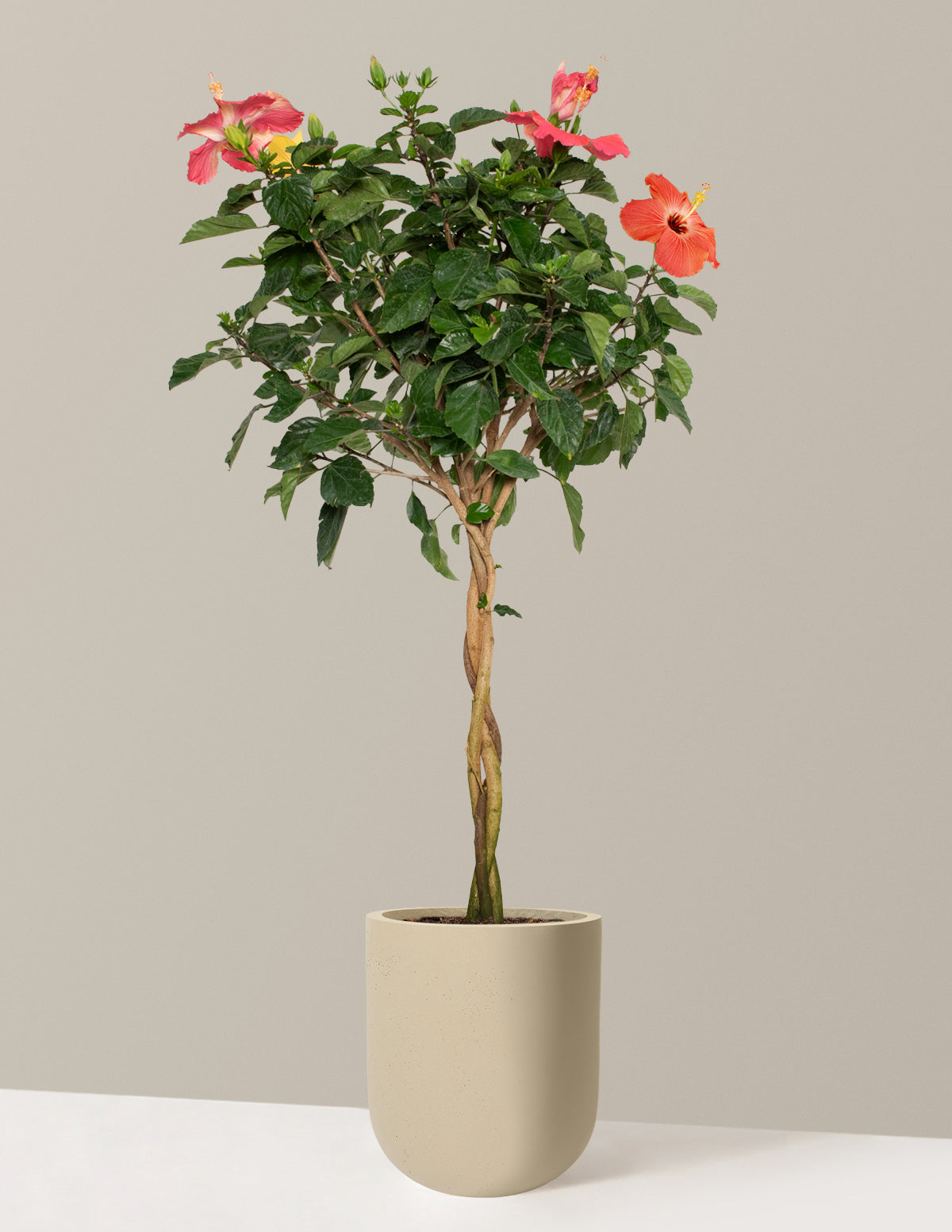 files/the-sill_Large-Braided-Hibiscus-Tree_Large_Pallas-Sand_Variant.jpg