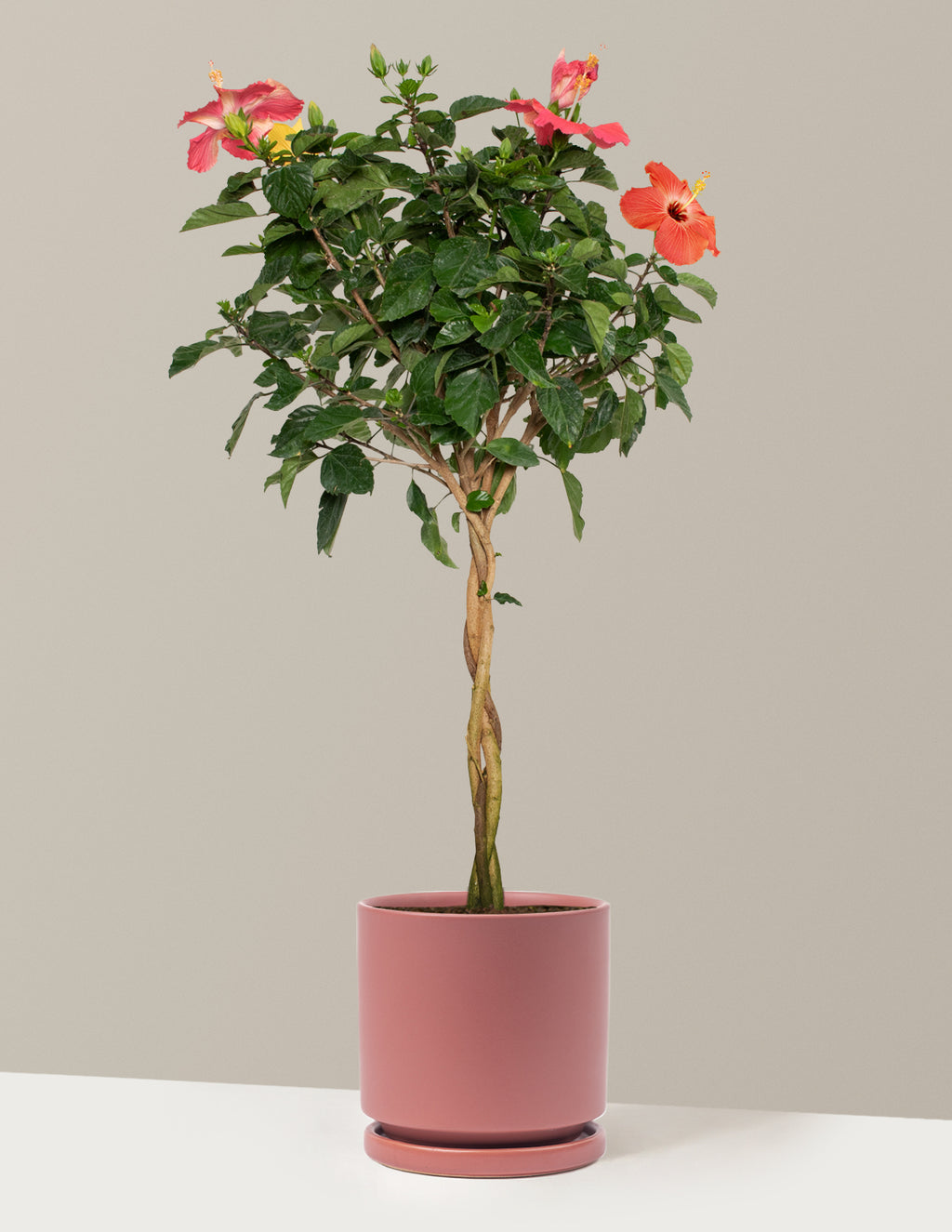 Large Braided Hibiscus