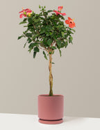 Large Braided Hibiscus