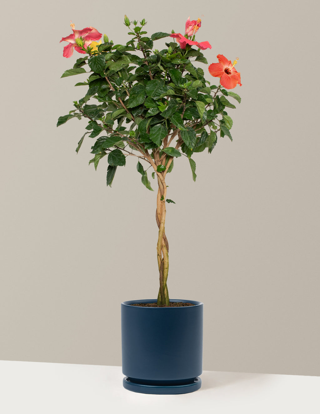 Large Braided Hibiscus