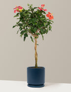 Large Braided Hibiscus