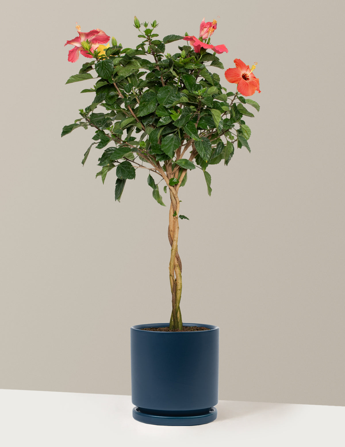 Large Braided Hibiscus