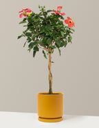 Large Braided Hibiscus