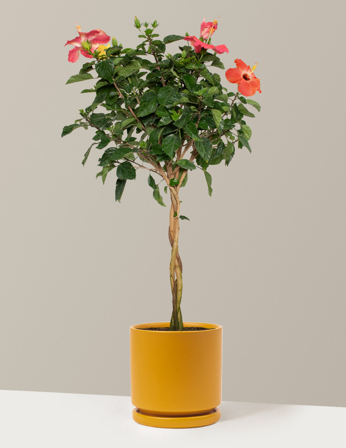 Large Braided Hibiscus