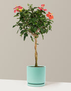 Large Braided Hibiscus