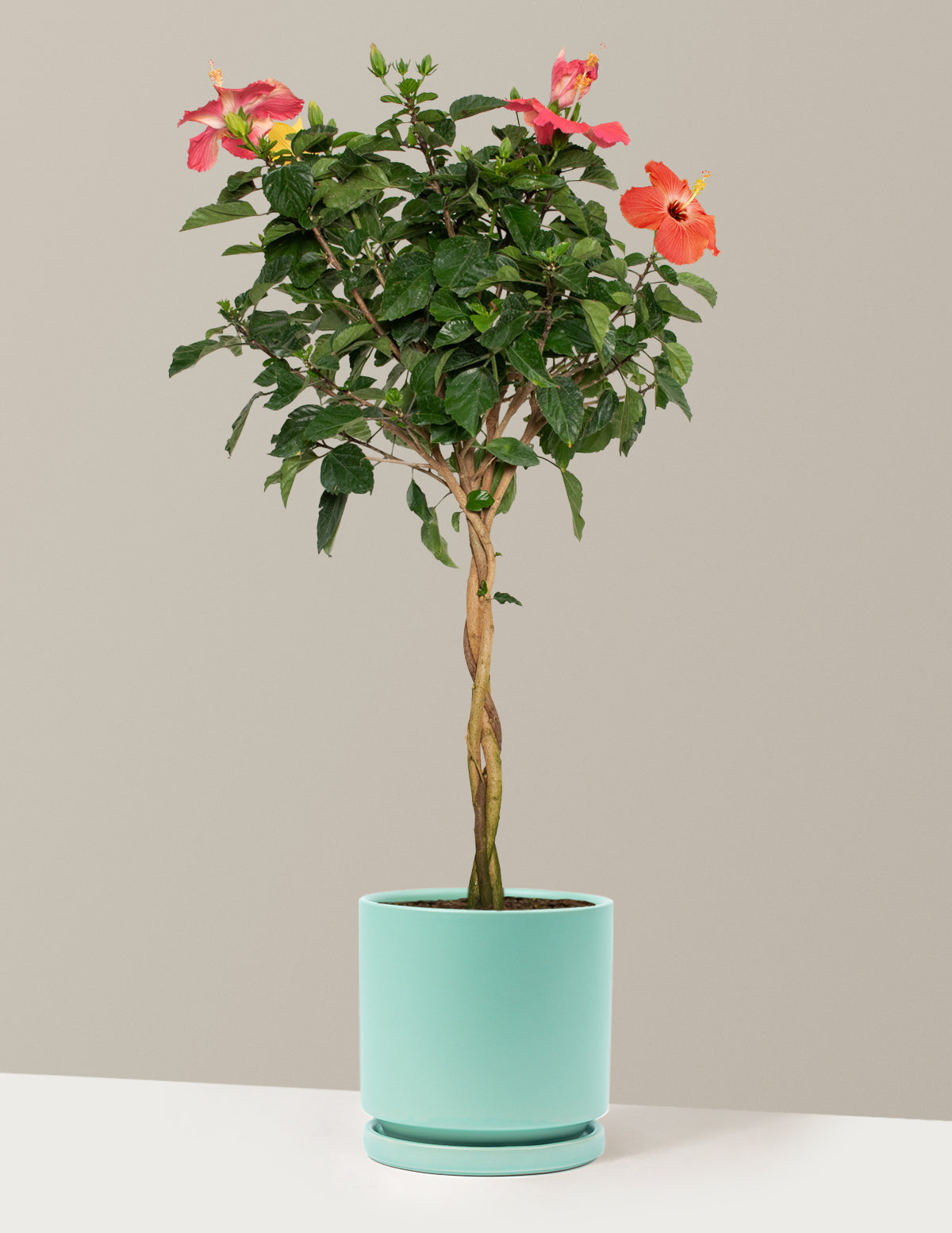 Large Braided Hibiscus
