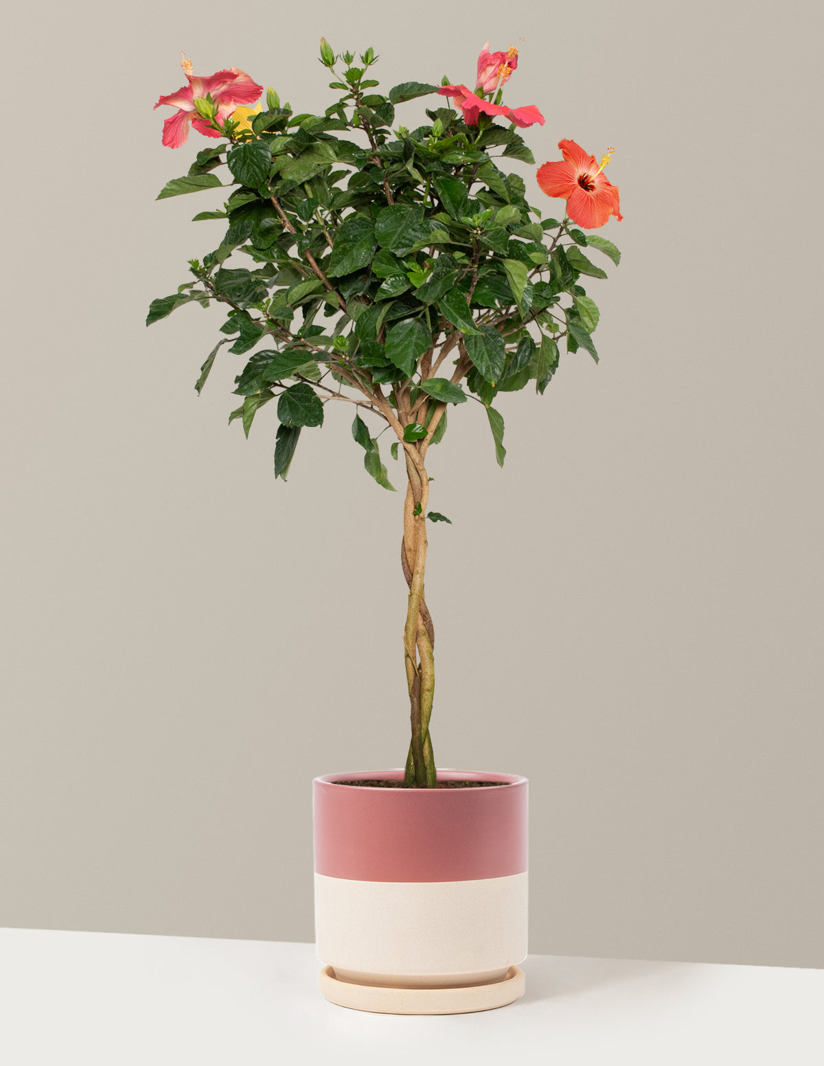 Large Braided Hibiscus