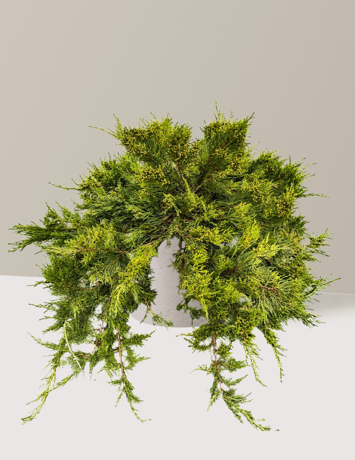 Broadmoor Juniper