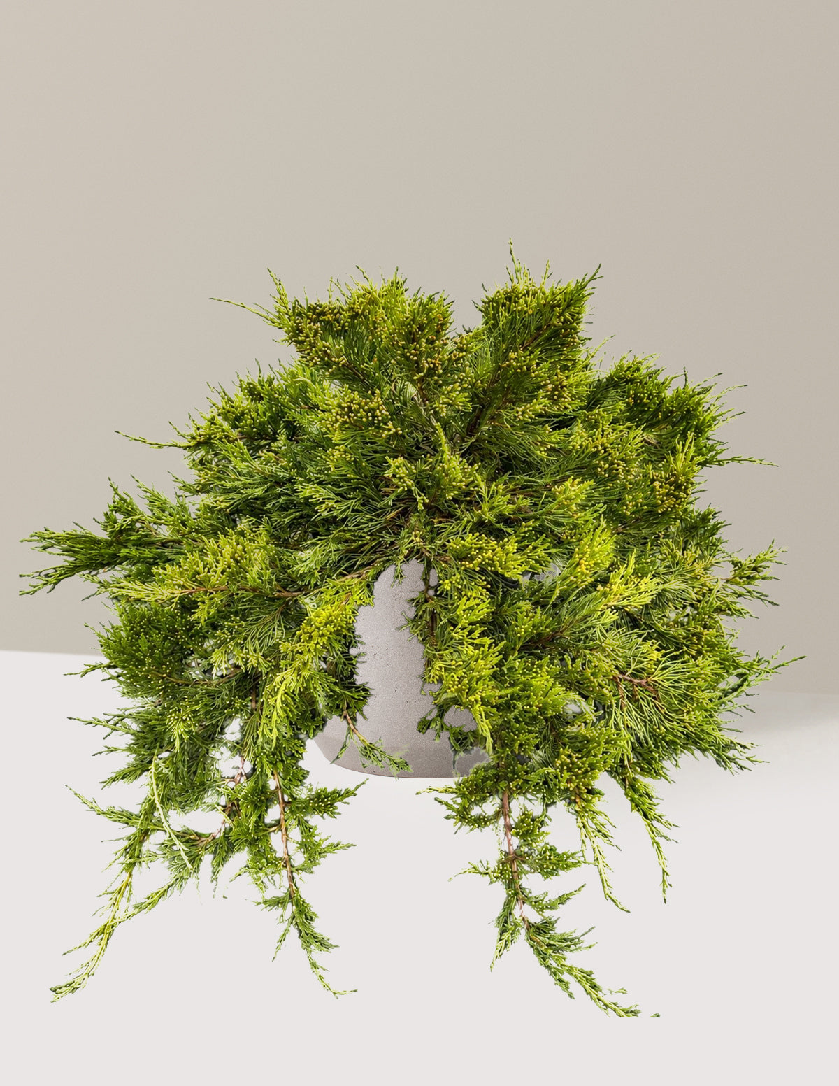 Broadmoor Juniper