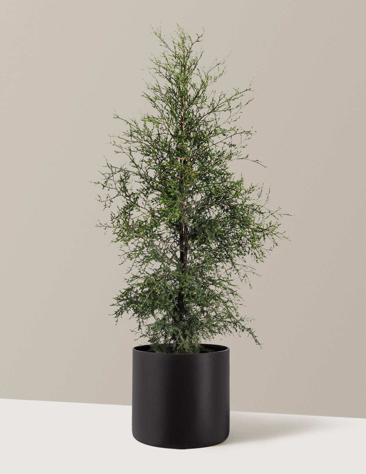 bundle | 3-4 ft. | Agnes | Black