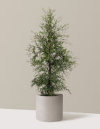 bundle | 3-4 ft. | Agnes | Cement Grey