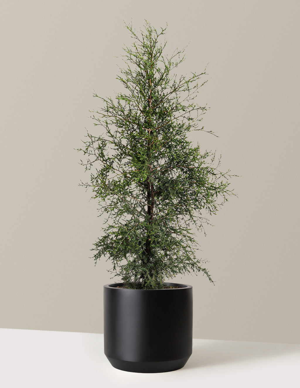 bundle | 3-4 ft. | Mexia | Black