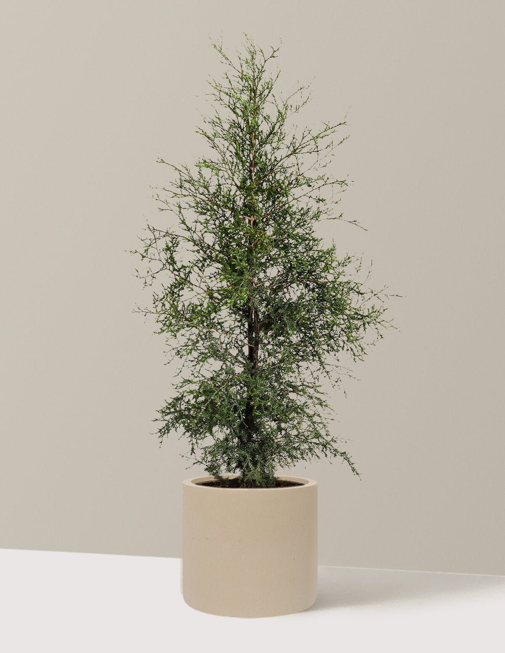 Brodie Eastern Red Cedar
