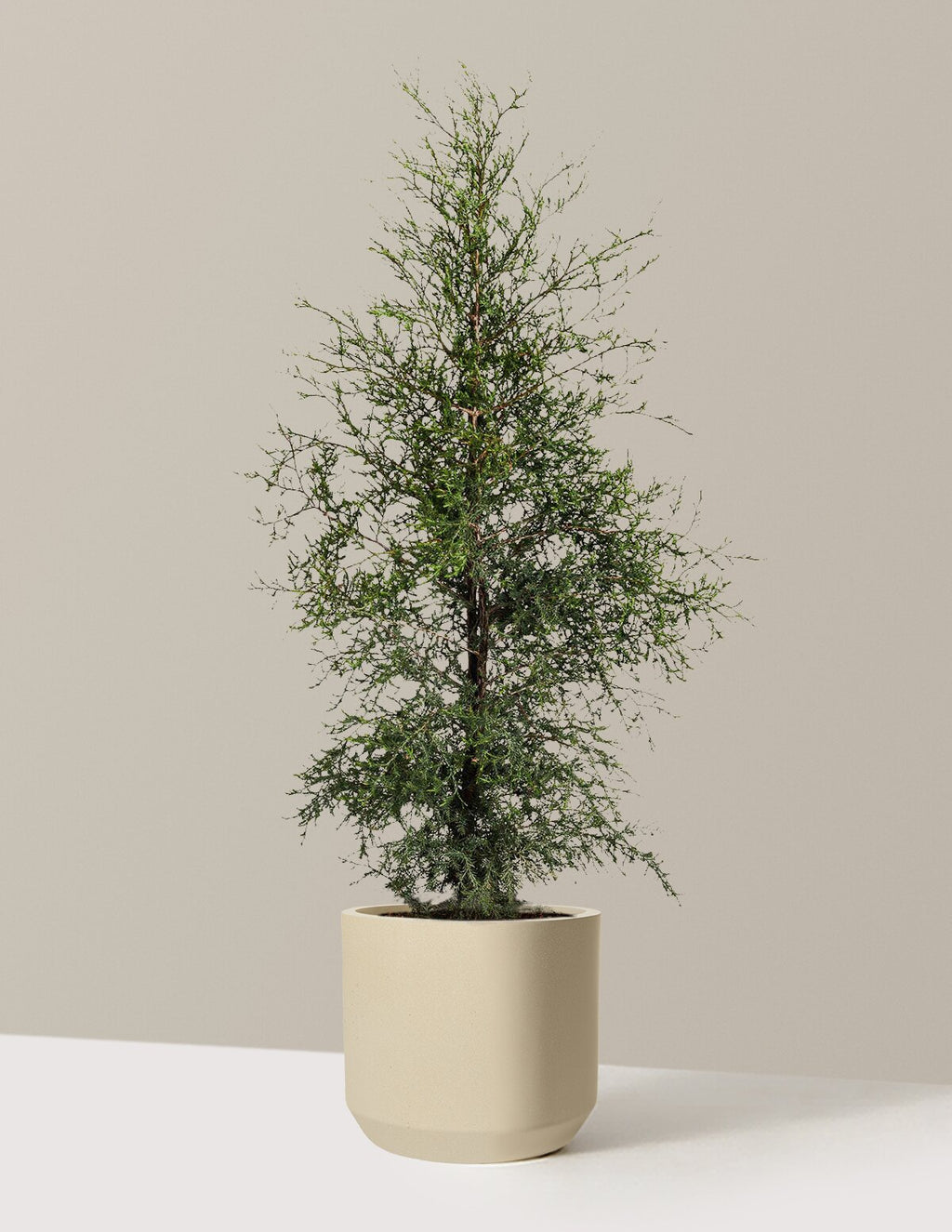 Brodie Eastern Red Cedar