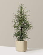 Brodie Eastern Red Cedar
