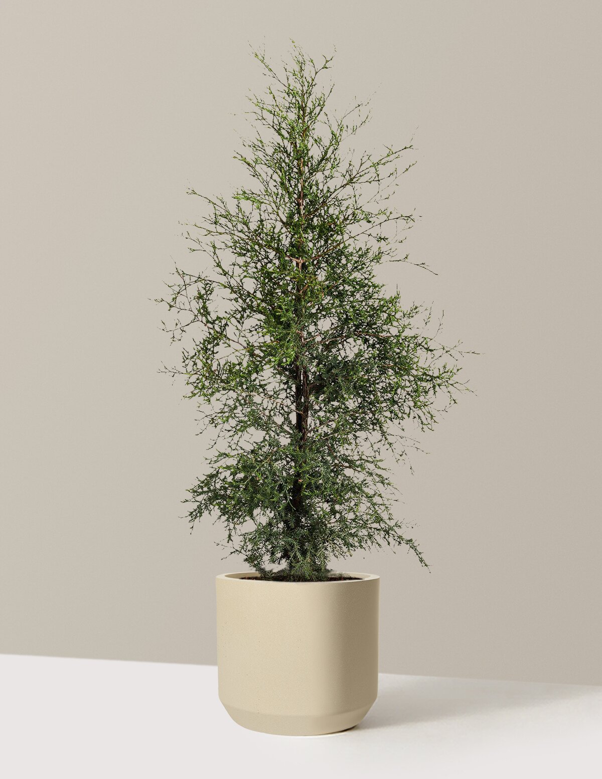 Brodie Eastern Red Cedar