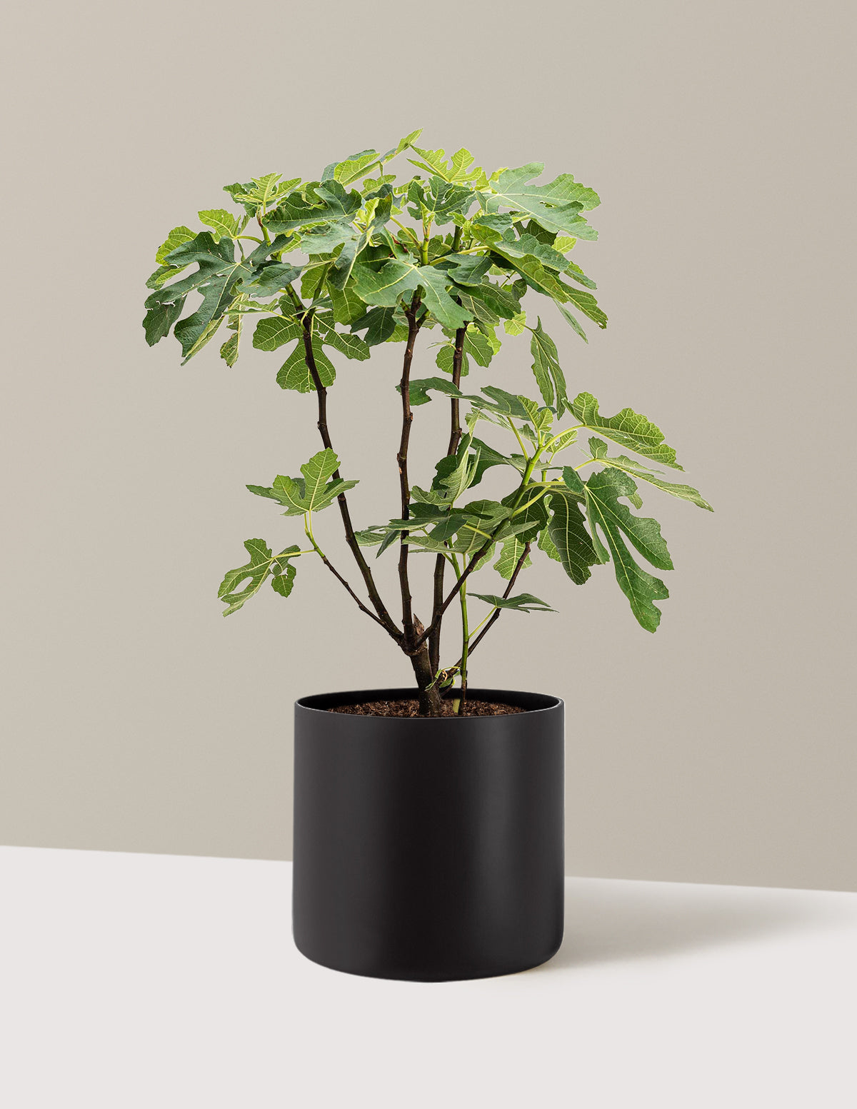 bundle | 3 Gallon | Agnes | Black
