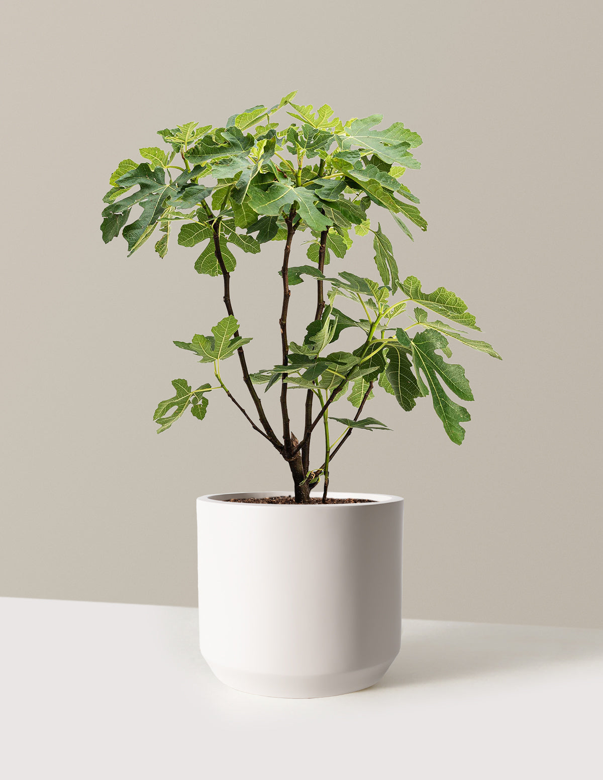 bundle | 3 Gallon | Mexia | Cream