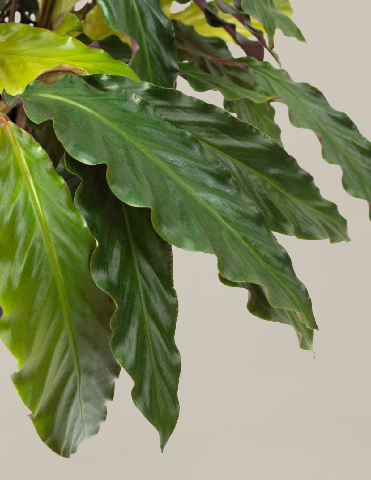 Calathea Wavestar