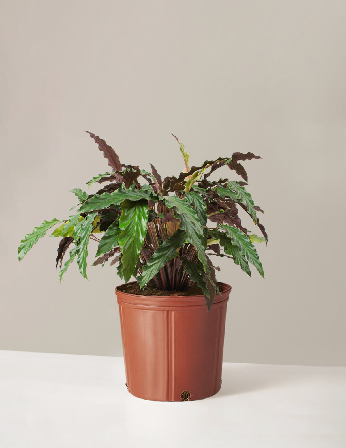files/the-sill_Large-Calathea-Wavestar_Large_Growpot_Variant.jpg