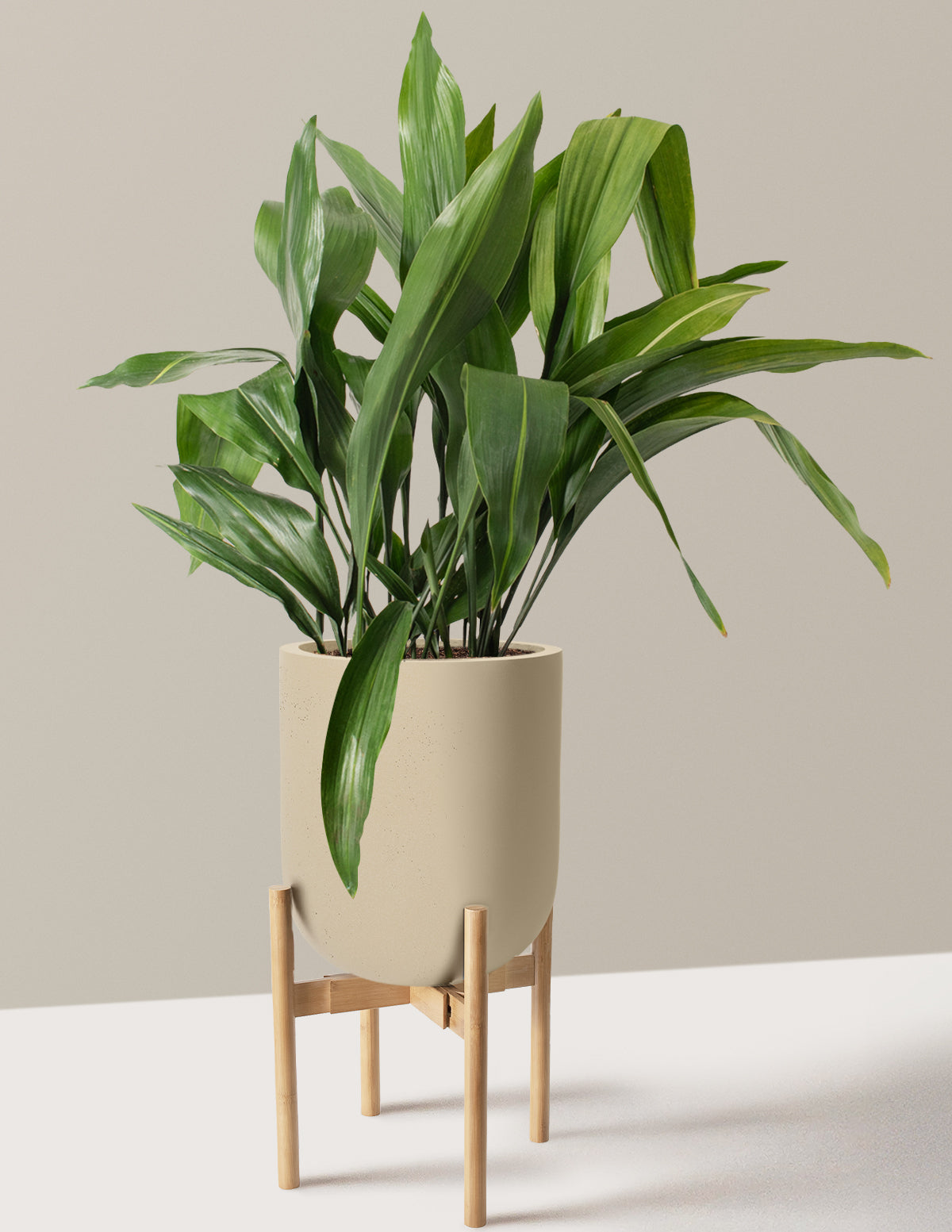 Large Cast Iron Plant