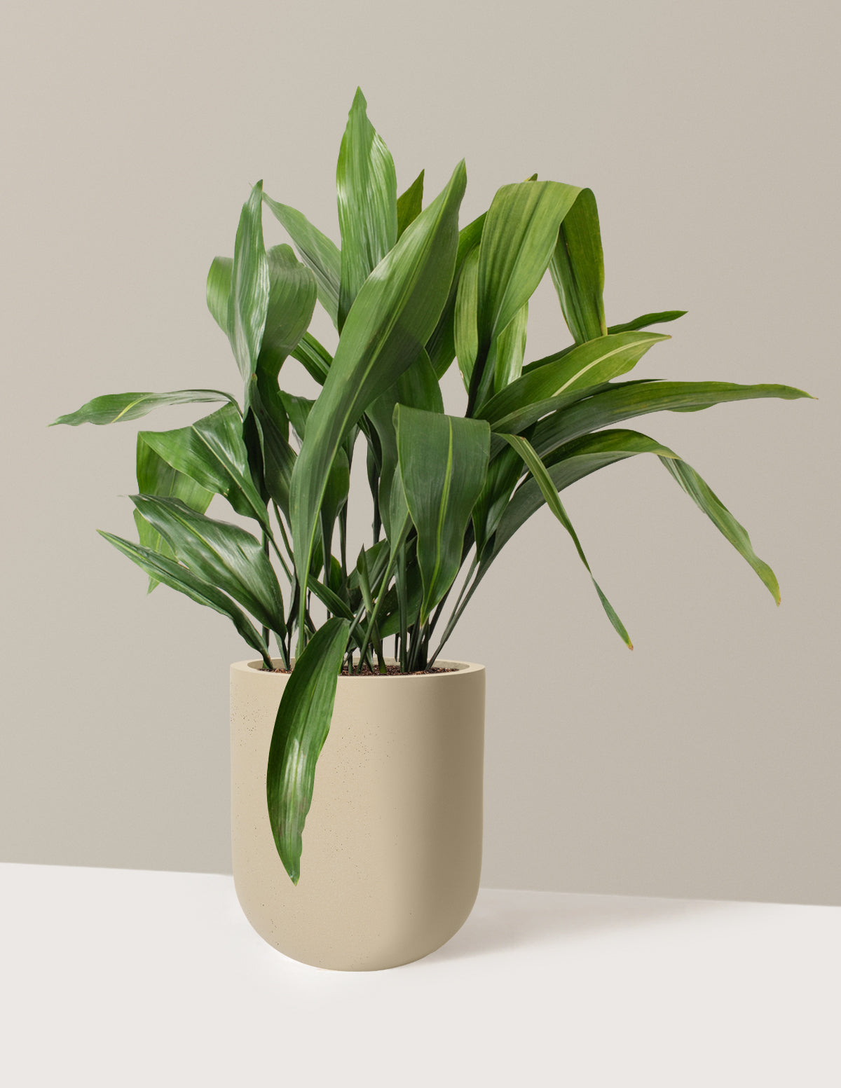 Large Cast Iron Plant