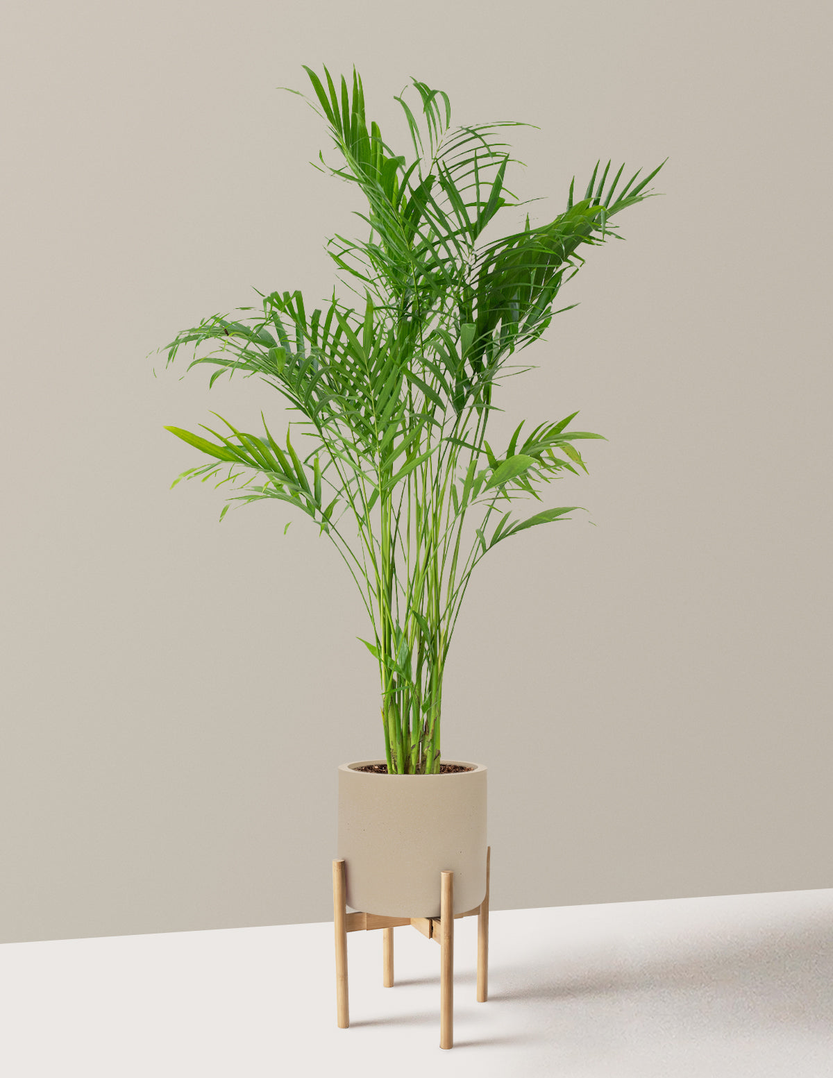 Large Cat Palm