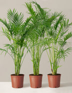 Large Cat Palm