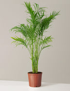 bundle | Large | Grow Pot