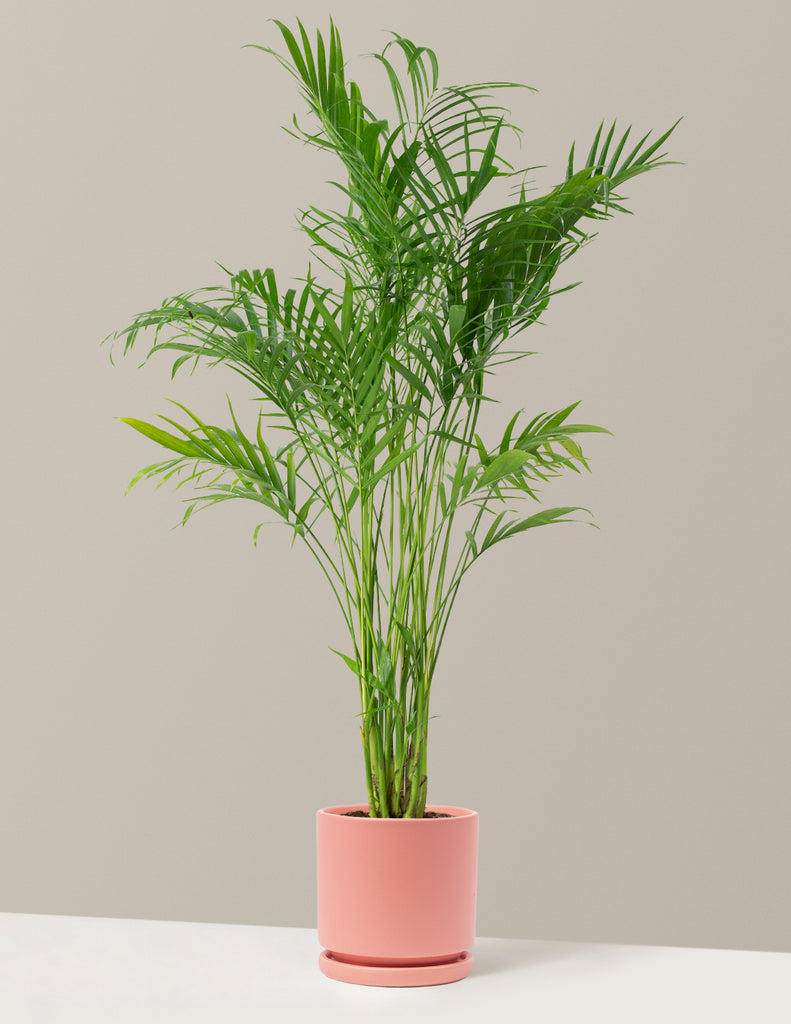How to care for a Large Cat Palm