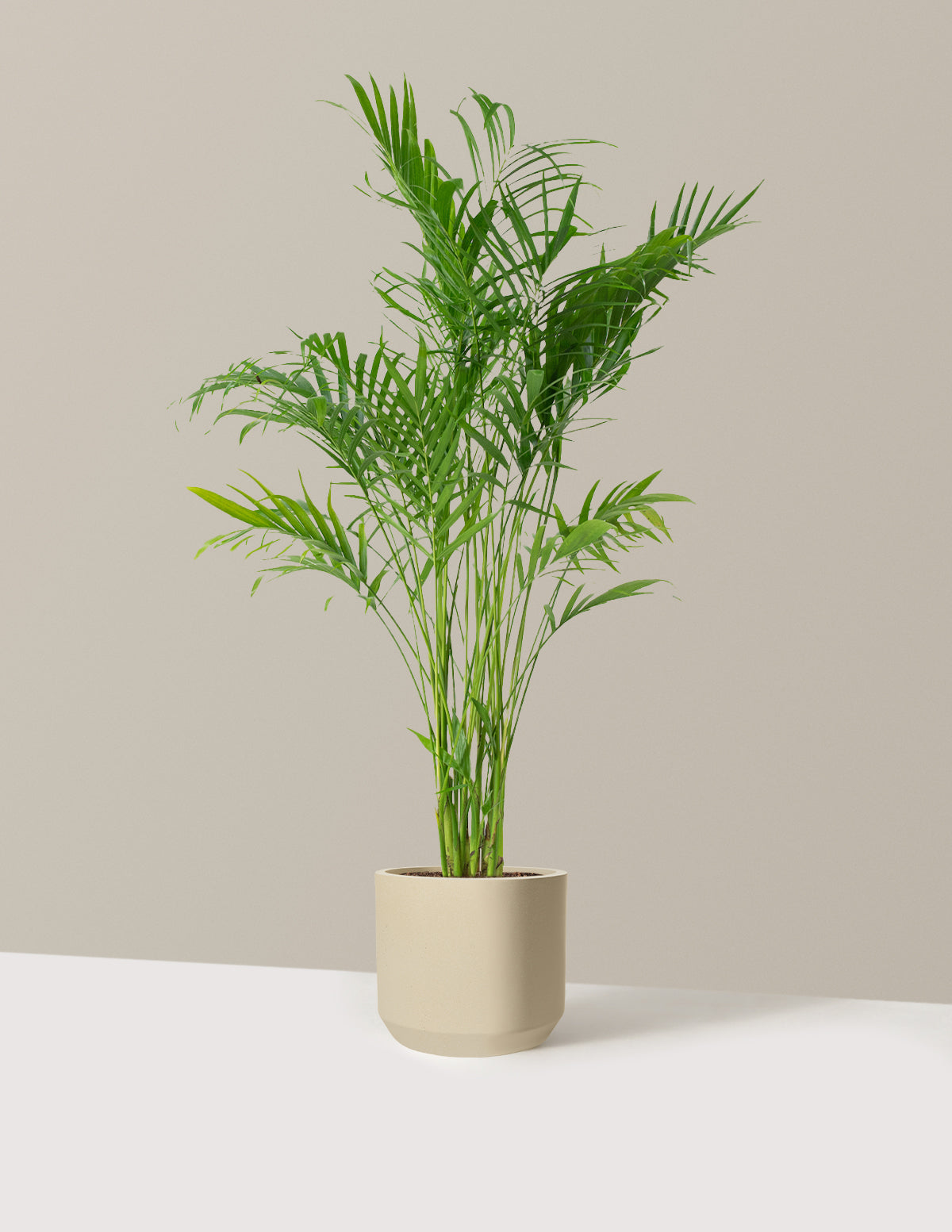 Large Cat Palm
