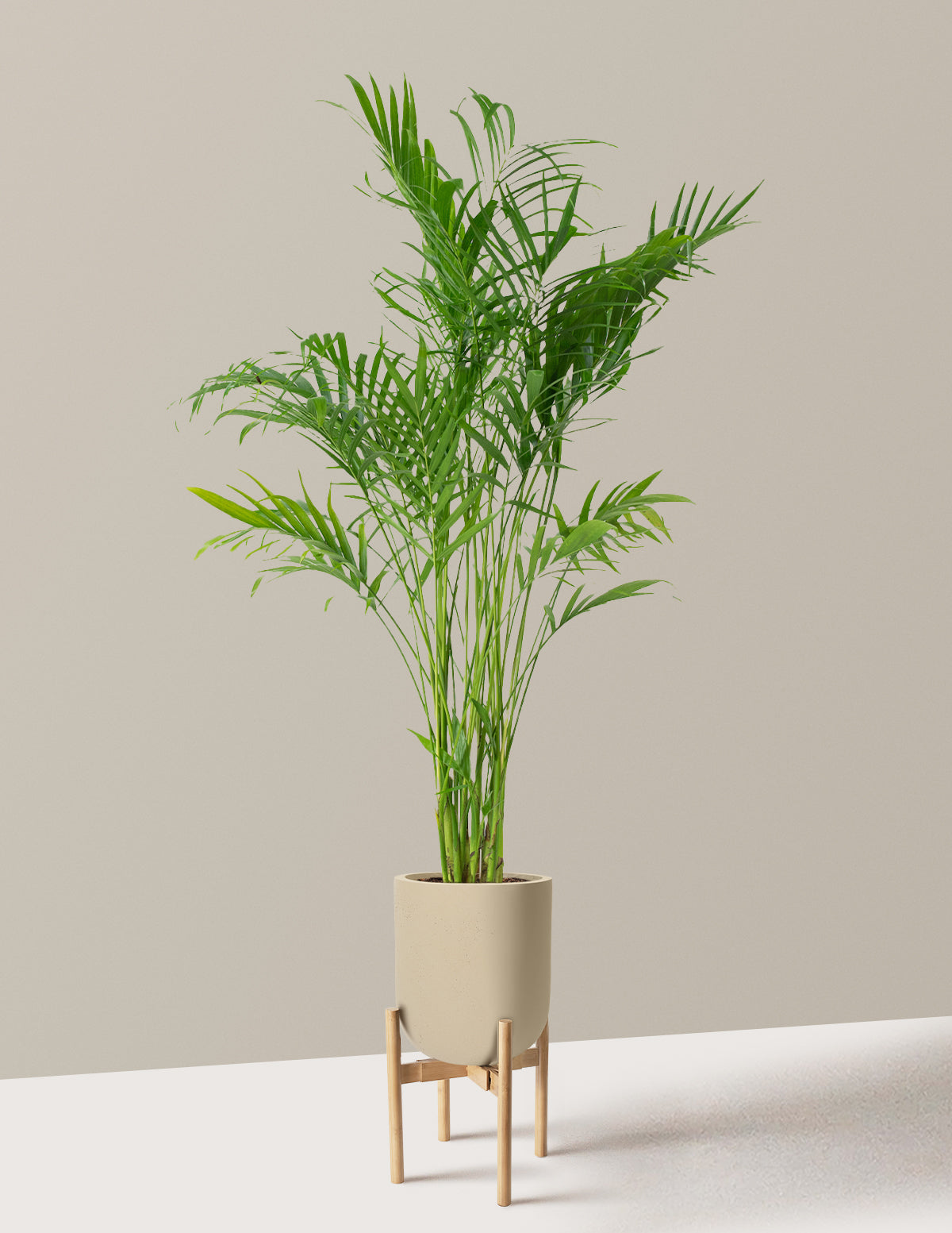 Large Cat Palm