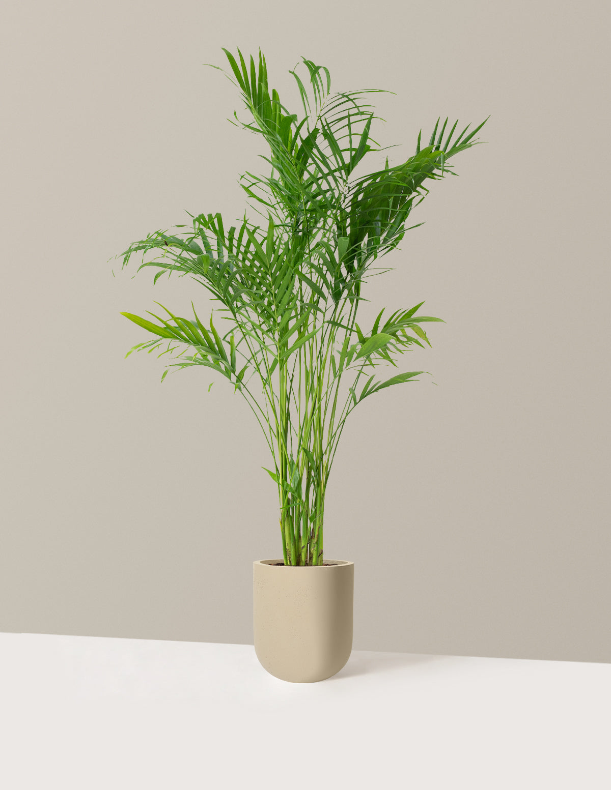 files/the-sill_Large-Cat-Palm_Large_Pallas_Sand_Variant.jpg