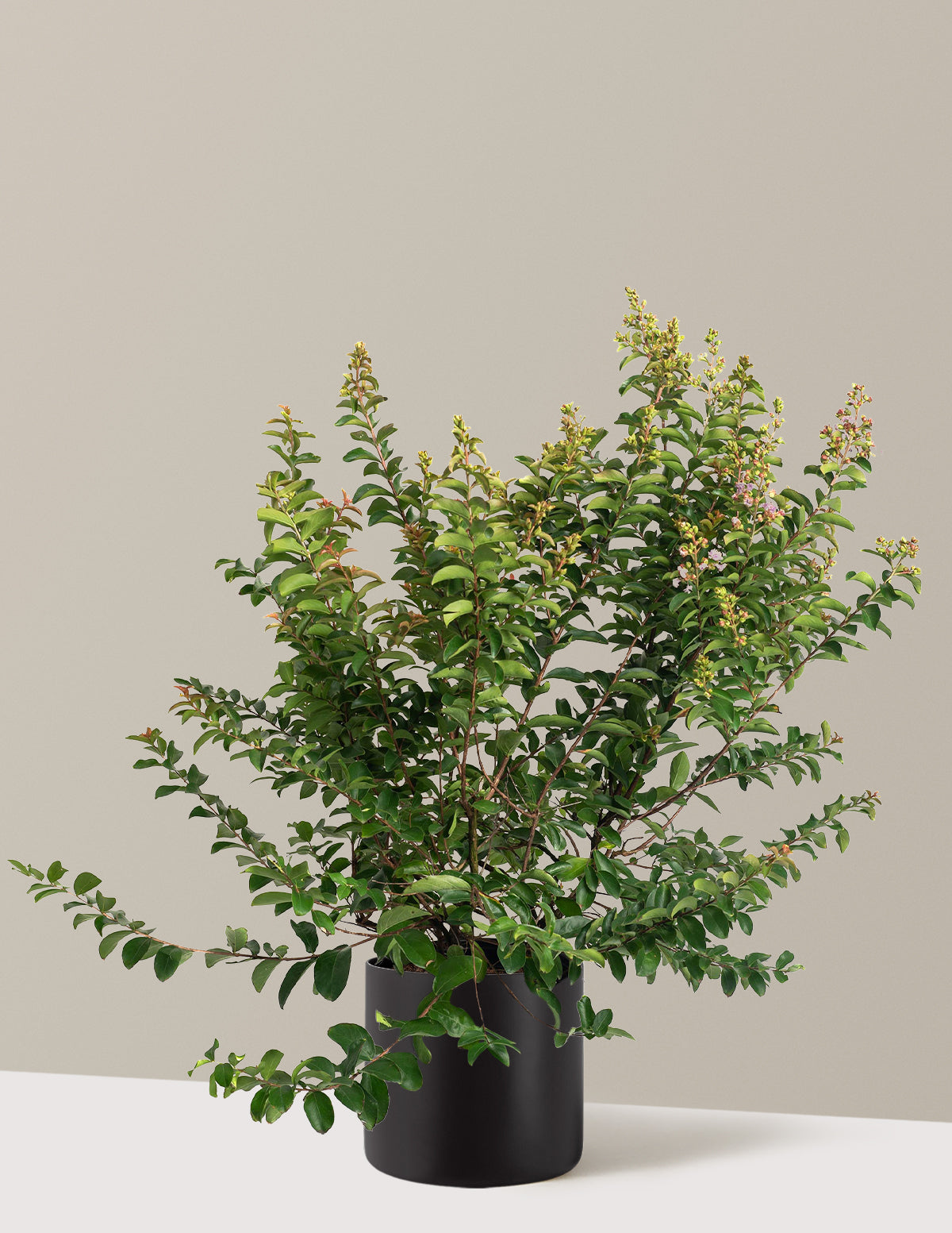Catawba Crapemyrtle