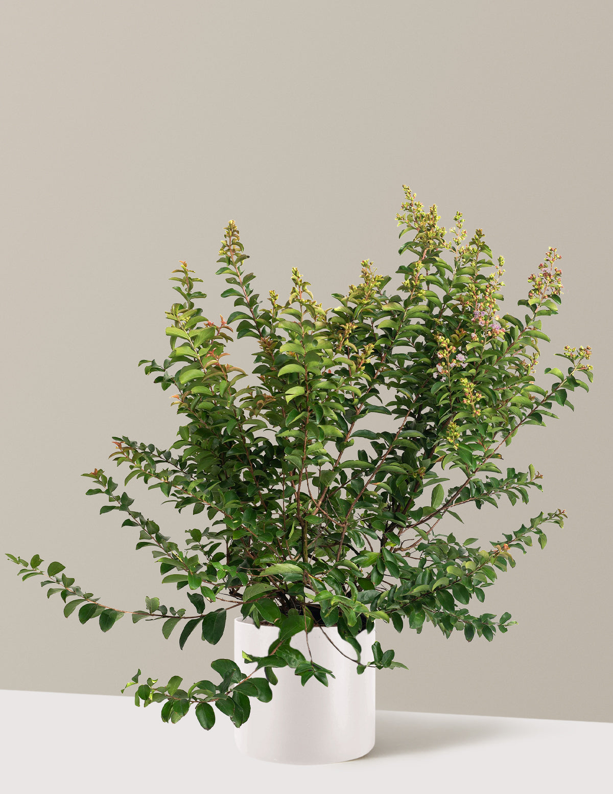 Catawba Crapemyrtle