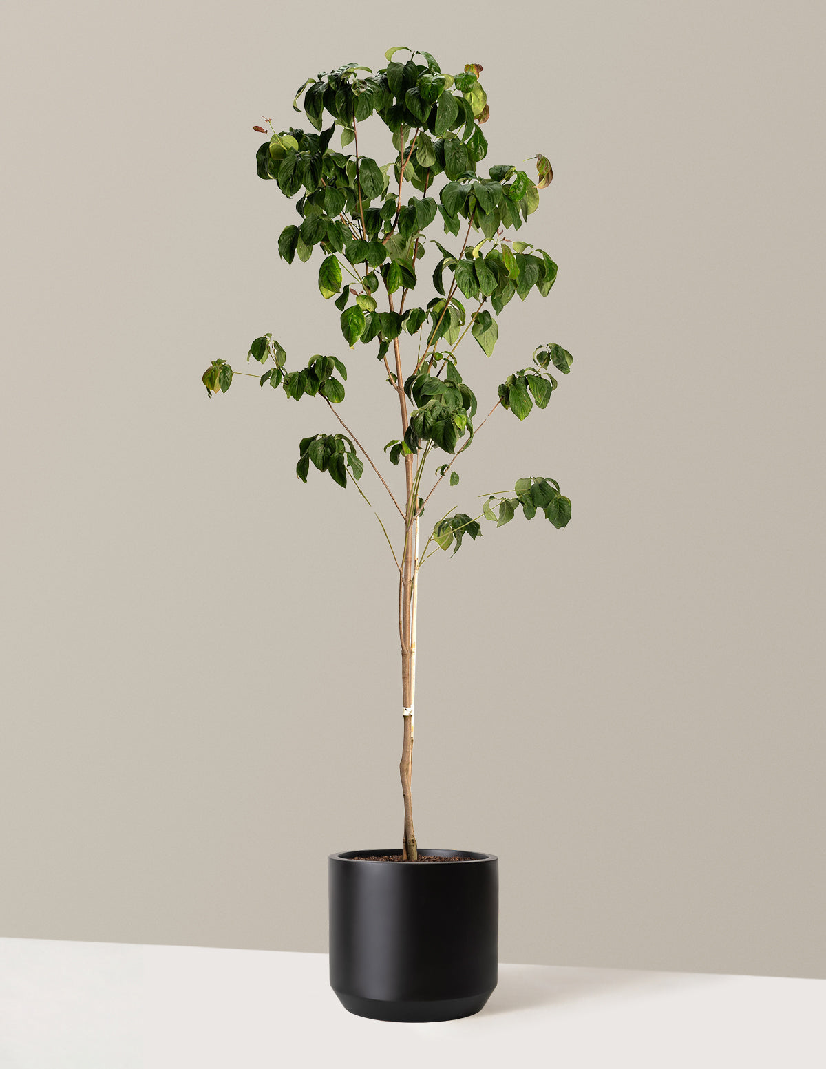 bundle | 3-4 ft. | 5G | Mexia - Black