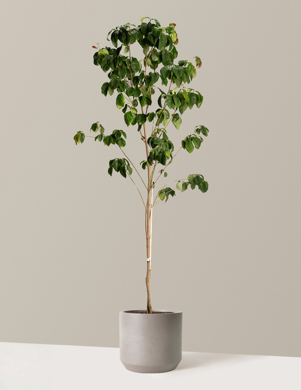 bundle | 3-4 ft. | 5G | Mexia - Cement Grey