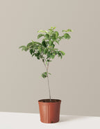 Cherokee Princess® Dogwood Tree