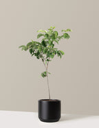 Cherokee Princess® Dogwood Tree