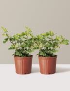 Fig Orchard Pack