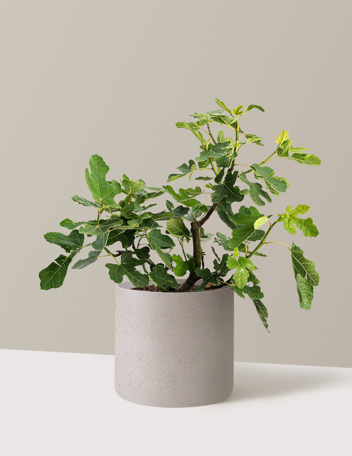 bundle | 3 Gallon - Single | Agnes | Cement Grey