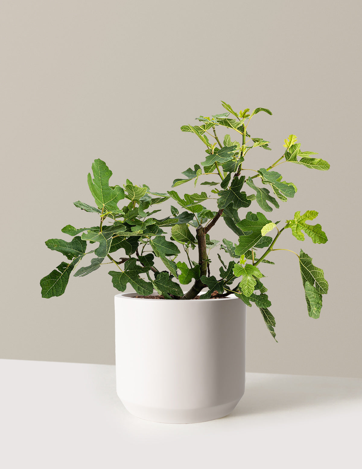 bundle | 3 Gallon - Single | Mexia | Cream