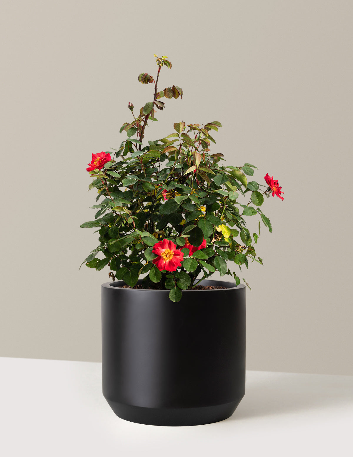 bundle | 2 Gallon | Mexia | Black