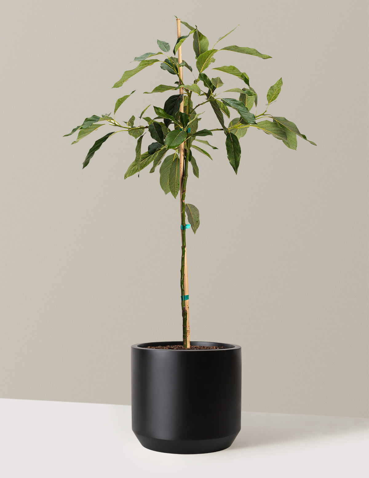 bundle | 2-3 ft. | Mexia | Black