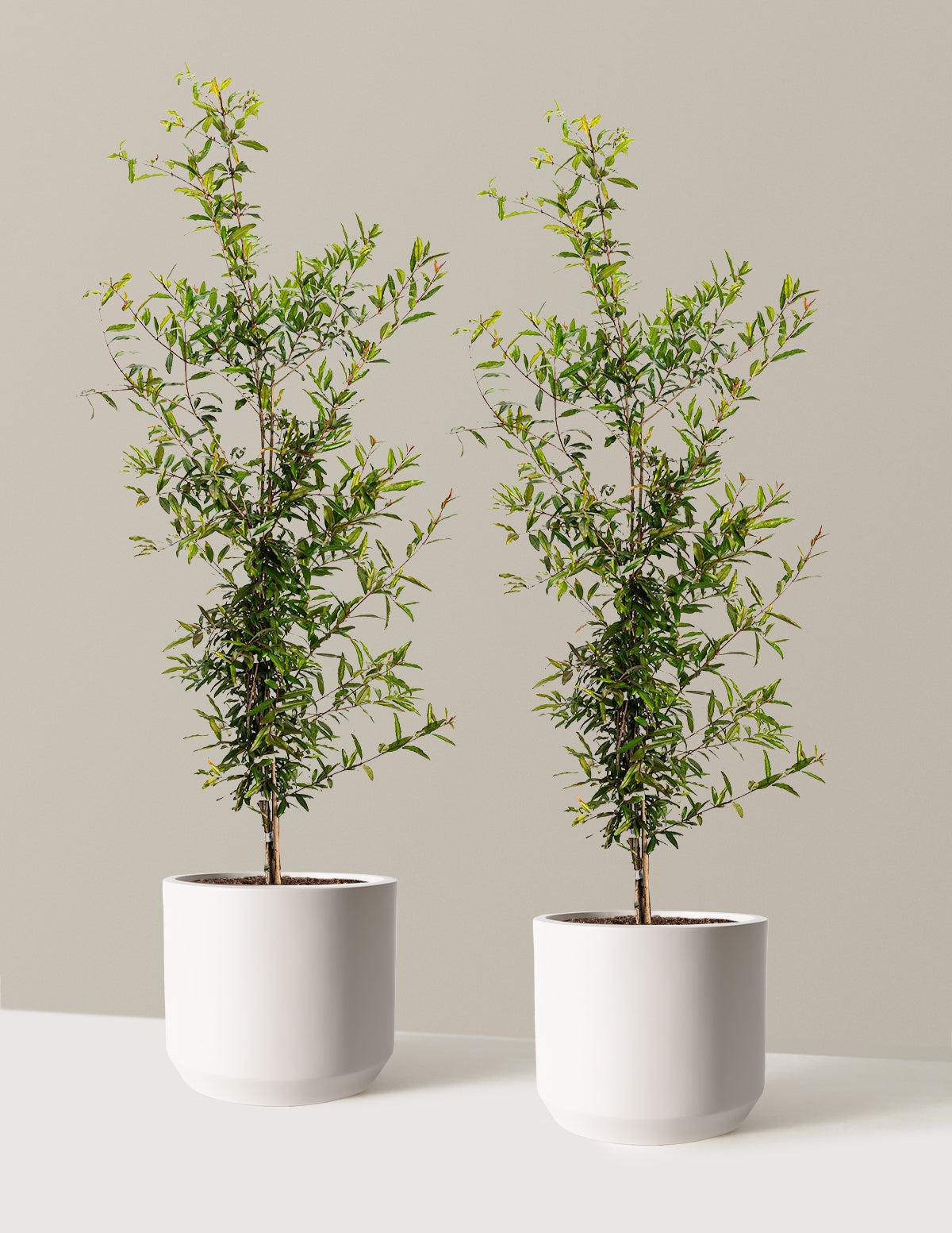 bundle | 3 Gallon - 2 Pack | Mexia | Cream