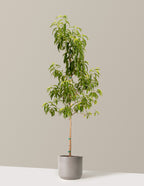 bundle | 4-5 ft. - Single | Mexia | Cement Grey