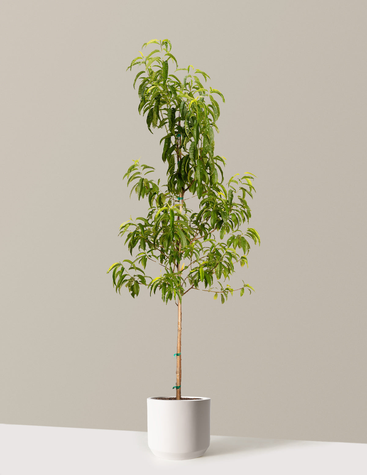 files/the-sill_Large-Contender-Peach-_4-5ft-5-Gallon__Large-Mexia-Cream_Variant.jpg