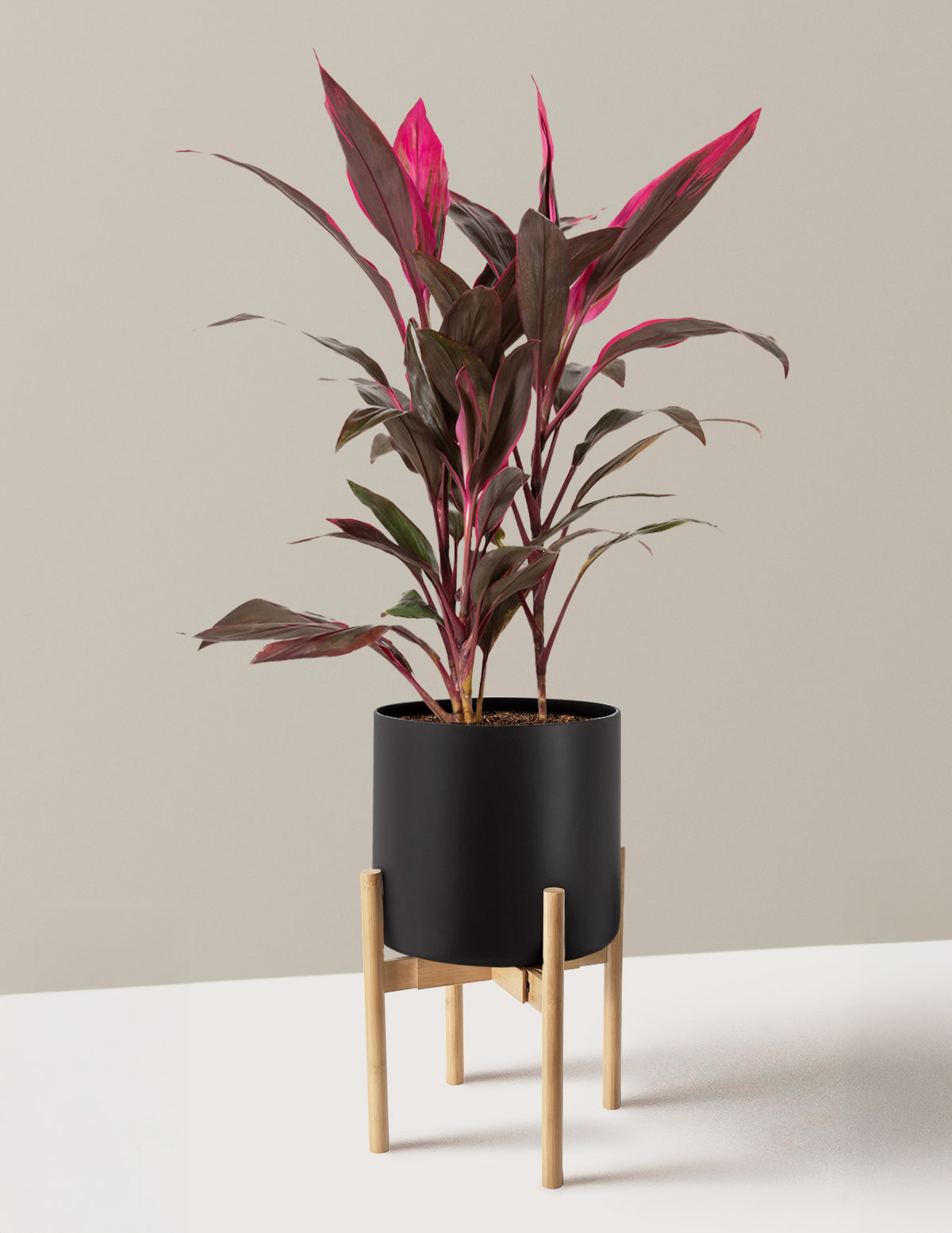files/the-sill_Large-Cordyline-Red-Sister_Large-Agnes-Black-planter-with-stand-Light-Bamboo_Variant.jpg