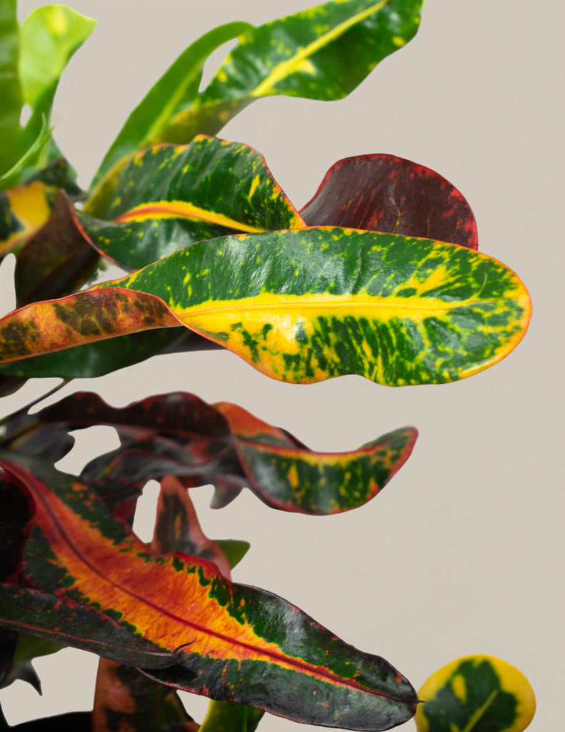 How to care for a Croton Corkscrew