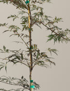 Crimson Queen Japanese Maple